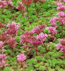 Sedum Spurium Kırmızı Çiçekli