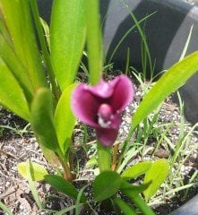 Schwarzwalder Gala Çiçeği  Siyah Bordo İthal Canlı Bitki