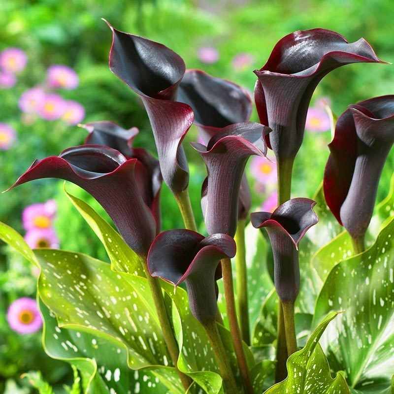 Schwarzwalder Gala Çiçeği  Siyah Bordo İthal Canlı Bitki