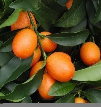 Nordmann Seedless Kumquat (Çekirdeksiz Kamkat) Fidanı