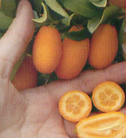 Nordmann Seedless Kumquat (Çekirdeksiz Kamkat) Fidanı
