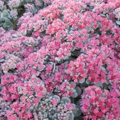 Sedum Robustum Kırmızı Çiçekli Mavi Yapraklı