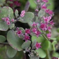 Sedum Robustum Kırmızı Çiçekli Mavi Yapraklı