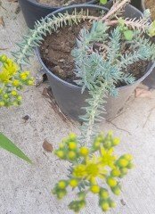 Sedum Ochroleucum 'Nanum'