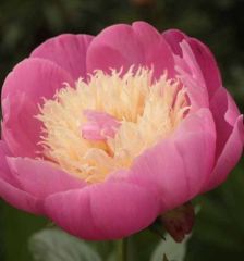 Peony Bowl of Beauty Rose Bitkisi Tüplü