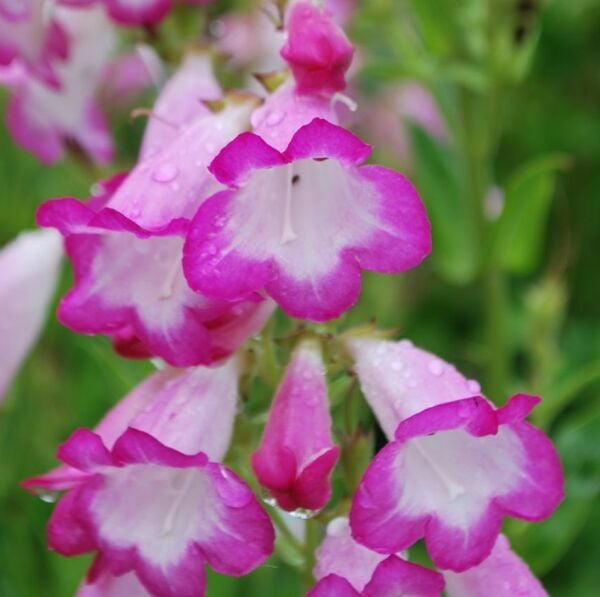 Penstemon Laura fidesi çok yıllık Hartwegii İthal