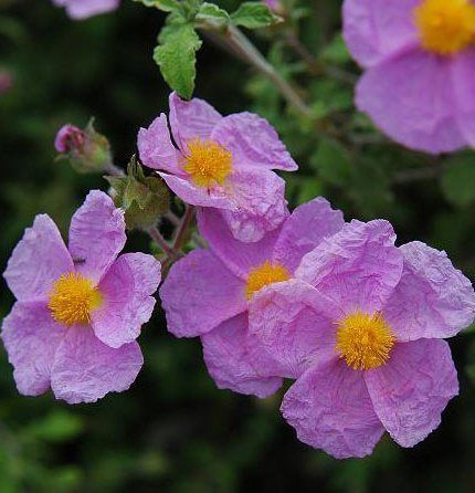 Cistus Hybridus Beyaz Kaya Gülü Laden Çiçeği