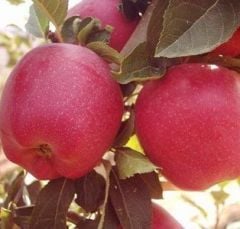 Starking Elma Fidanı 7-8 Yaş-250 cm-Gövde Çevresi 12-14 cm