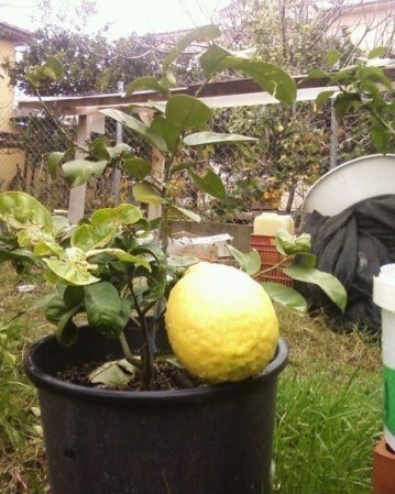 Jumbo Limon (Dev yediveren) Fidanı 90-120 cm