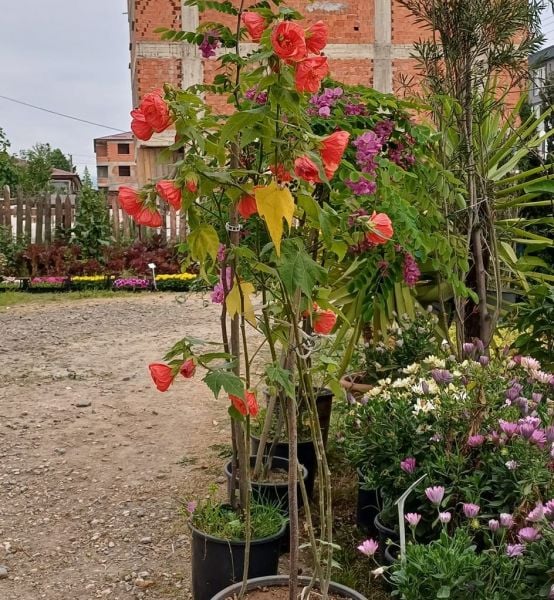 Abutulion Kırmızı Fidanı 130-180 cm-Bol Çiçekli