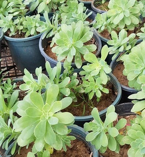 Aeonium Arboreum-Saksılı