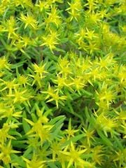 Sedum Lineare Thunb