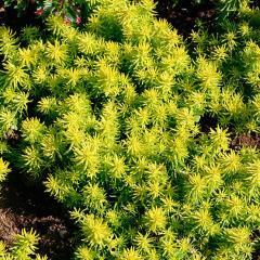 Sedum Lineare Thunb