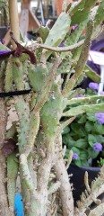 Opuntia Monacantha- Büyük Anaç Bitki