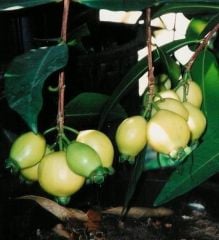 Rose Apple Fruit ( Gül Elması) Fidanı 8-10 Yaş-Boy 200 cm-Meyve verme Yaşında