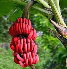 Musa Velutina (Salon Muzu) 50-80 cm