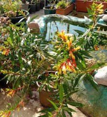 Cuphea Melvilla-Puro Çiçeği 100-150 cm-Anaç Bitki