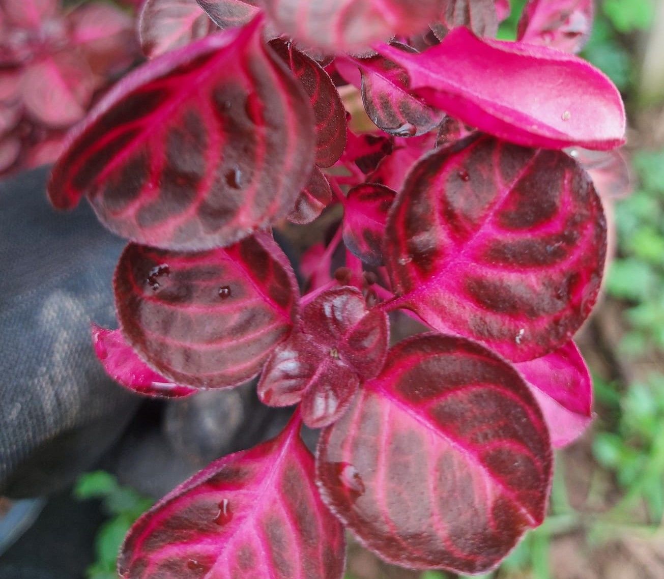 Iresene Herbstii - Çingene Şalvarı Çiçeği