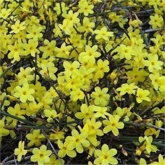 Sarı Yasemin Fidanı,Jasminum Nudiflorum 250 cm-Bol Çiçekli