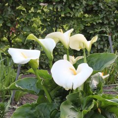 Calla Palustris Kala Cala Gala Çiçeği Fidesi (Canlı Bitki)