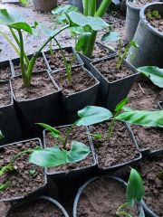 Calla Palustris Kala Cala Gala Çiçeği Fidesi (Canlı Bitki)