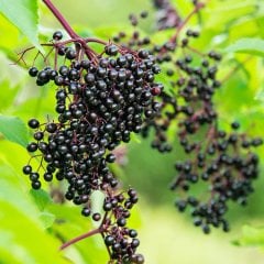 Sambucus Elderberry Mürver Fidanı-Patlangıç Ağacı 90-120 cm