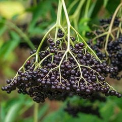 Sambucus Elderberry Mürver Fidanı-Patlangıç Ağacı 90-120 cm