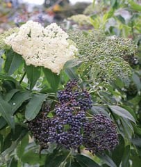 Sambucus Elderberry Mürver Fidanı-Patlangıç Ağacı 90-120 cm