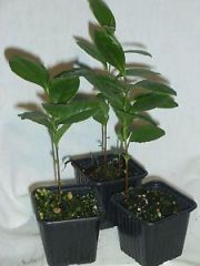 Camellia Sinensis-Çay (Yeşil Çay) Fidanı 10-20 cm