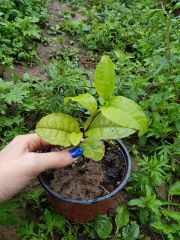 Camellia Sinensis-Çay (Yeşil Çay) Fidanı 10-20 cm