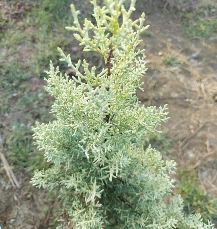 Cupressus arizonica 'Fastigiata Aurea' ( Sarı Arizona Servisi) Fidanı 100 cm