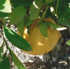 Ugli Fruit (Çikolata Narenciye)-Mandalina-Greyfurt Melezi 130-150 cm