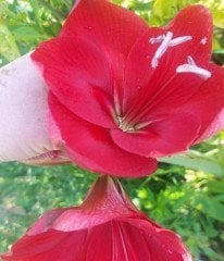 Amaryllis Kızıl Ateş-Resimdeki Bol Çiçekli Bitki-Anaç- Aynı saksıda 4 canlı bitki