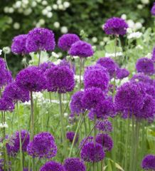 Purple Sensations Allium Bitkisi Saksılı