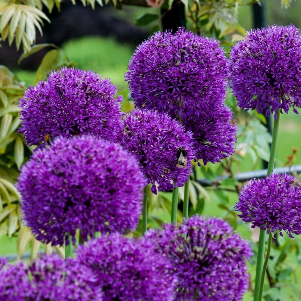 Purple Sensations Allium Bitkisi Saksılı