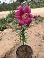 Lilium Longiflorum Çiçeği-İthal Saksıda Bol Çiçekli