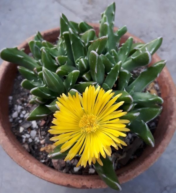 Mesemb-Faucaria Bosscheana - Lithops-Sarı Renk Çiçek Açar