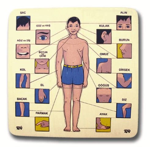 Okulca E-80015 Vücudumuz Puzzle