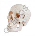 Okulca 260101 Kafa İskeleti