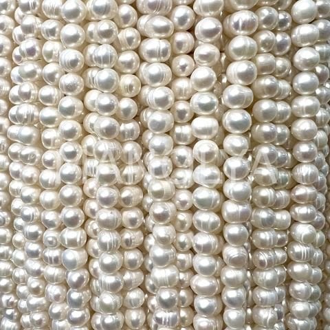 6x7mm. Kültür incisi (no:3)