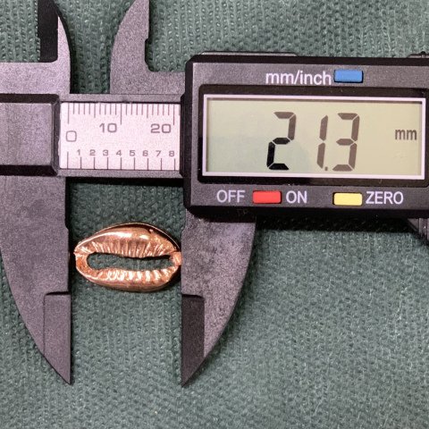 2,1cm. YASSI DENİZ KABUKLARI