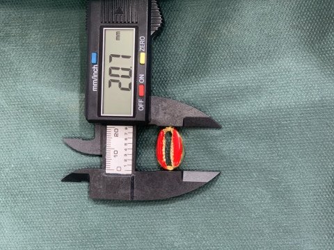 2,1cm. MİNELİ DENİZ KABUKLARI