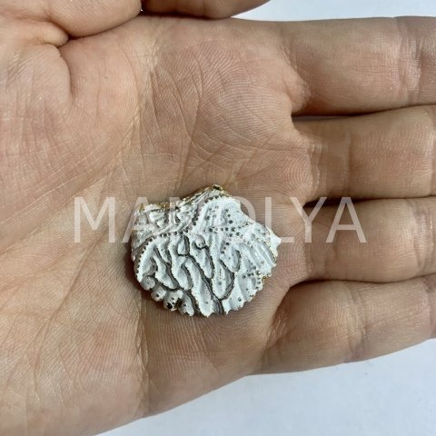 3cm. RENKLİ İSTİRİDYE