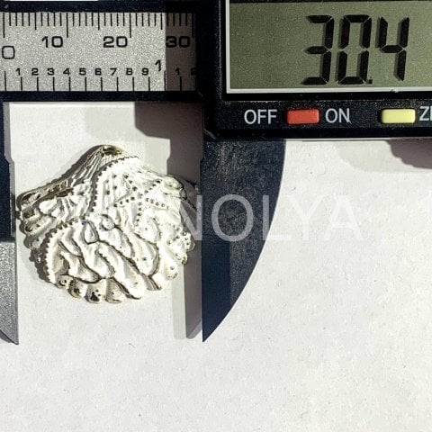 3cm. RENKLİ İSTİRİDYE