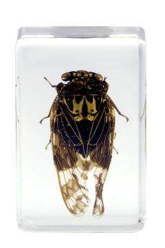 Celestron 44424 3D Böcek Örneği Seti