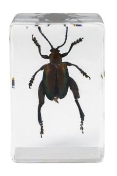 Celestron 44425 3D Böcek Örneği Seti