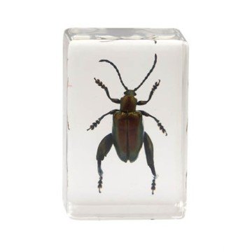 Celestron 44409 3D Böcek Örneği Seti