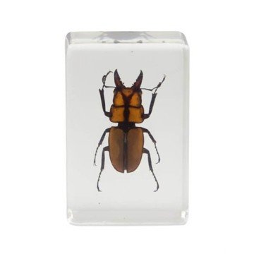 Celestron 44409 3D Böcek Örneği Seti