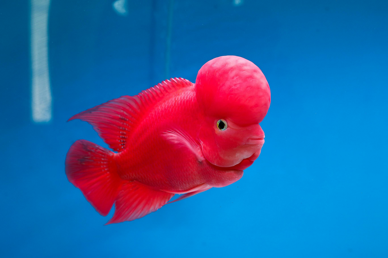 Flowerhorn Çiklit Balığı