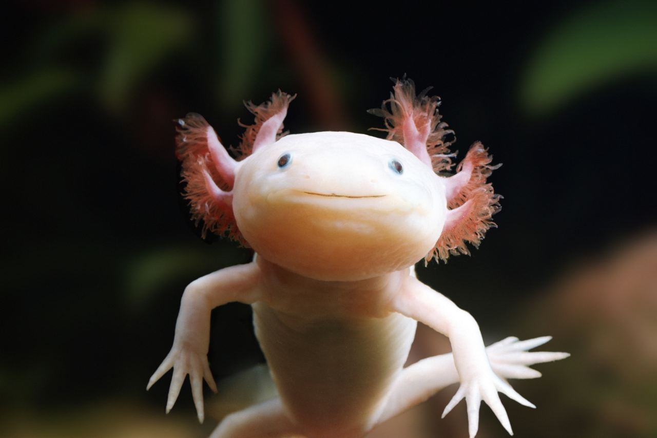 Axolotl (Ambystoma Mexicanum) Bakımı